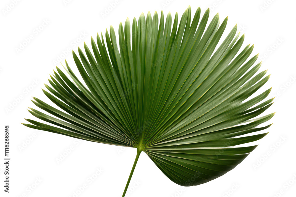 Obraz premium A single large palm leaf displaying a stunning fan shape, emphasizing the veins and contours, ideal for backgrounds or botanical illustrations