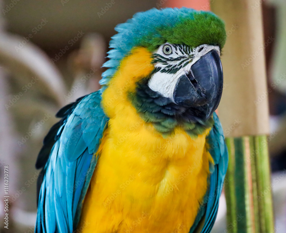 Obraz premium Portrait of a gold and blue macaw parrot.