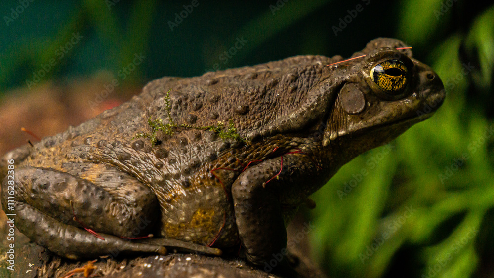 Terrestrial frog in its natural habitat with rough texture and vivid details Terrestrial frog in its natural habitat with rough texture and vivid details