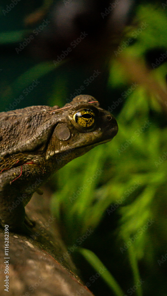 Obraz premium Profile of a tropical toad with golden eye details and a natural green background
