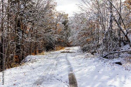 morning in an unsociable place in nature, the first snow in the autumn forest, trees in snow decoration