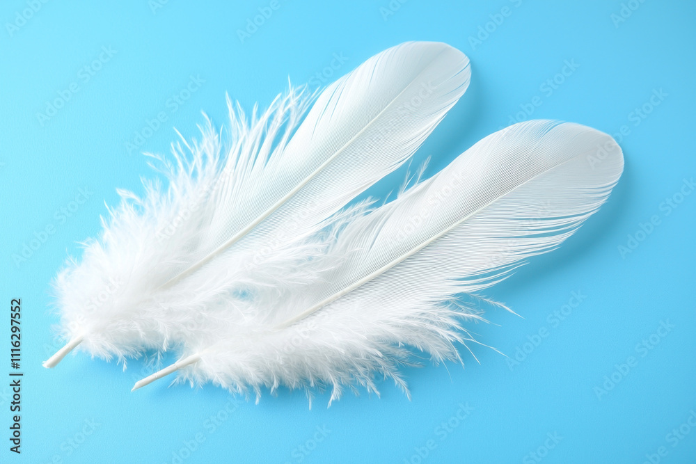 Obraz premium Two white fluffy feathers on a light blue background.