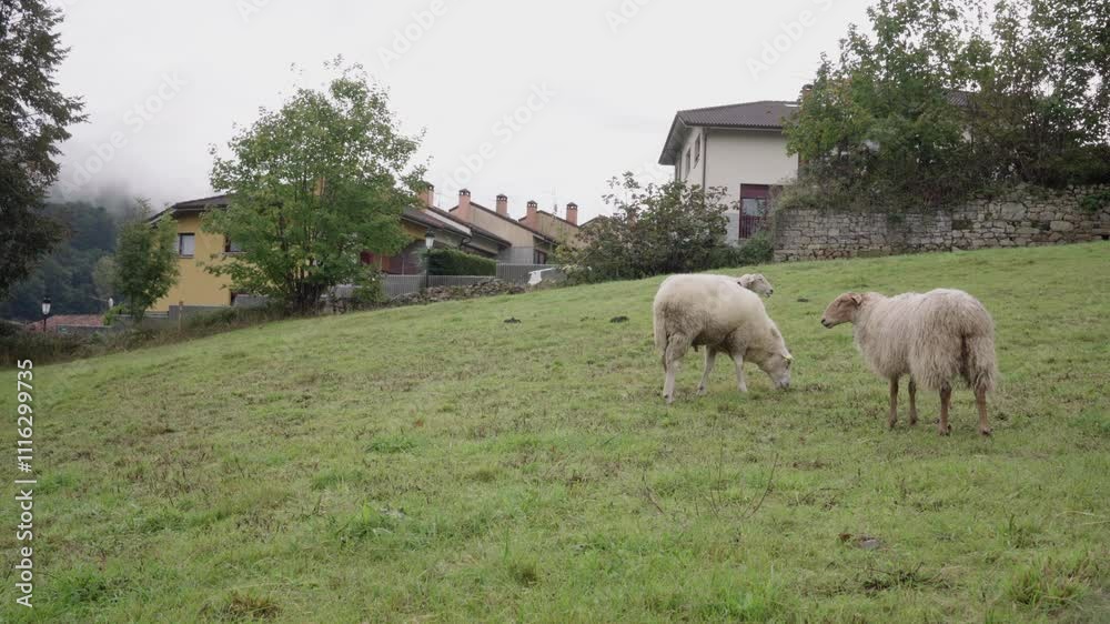 White sheep grazing in a green meadow with rustic houses behind White sheep grazing in a green meadow with rustic houses behind