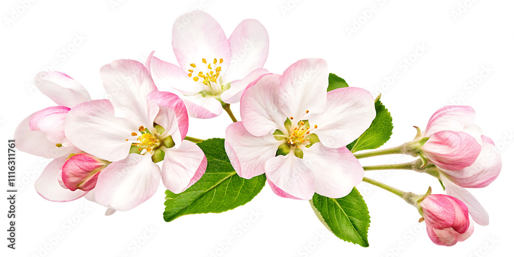Fototapeta premium Apple tree blossoms with green leaves PNG,Spring flowers head isolated on white background.AI GENERATED