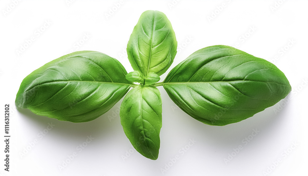 Fototapeta premium A Fresh Basil Leaves on a white background