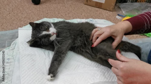 Rescued cat receives care in shelter and starts to recover from injuries. A gray cat rests comfortably on a bed in an animal shelter after being rescued. Vets tend to injuries, providing medical care 