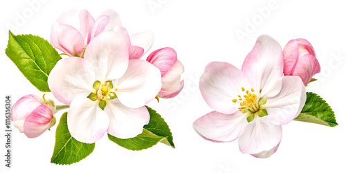 Wallpaper Mural Apple tree blossoms with green leaves PNG,Spring flowers head isolated on white background.AI GENERATED Torontodigital.ca