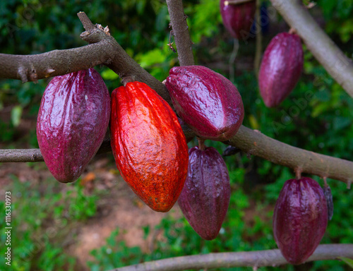 The cocoa trees are bearing fruit for harvesting
