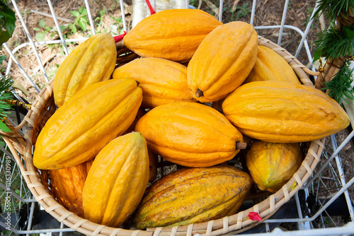 Ripe yellow cocoa in a farmer's basket