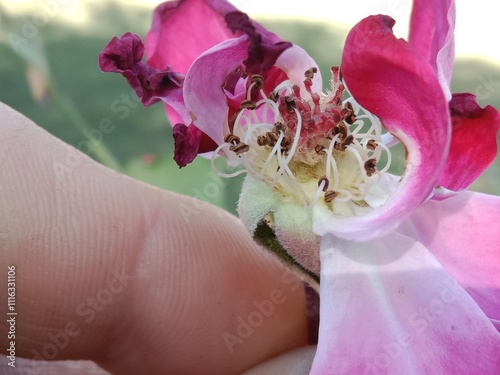 Obraz na plátne anther and stigma of a Rose flower or male and female reproductive parts of Rosa