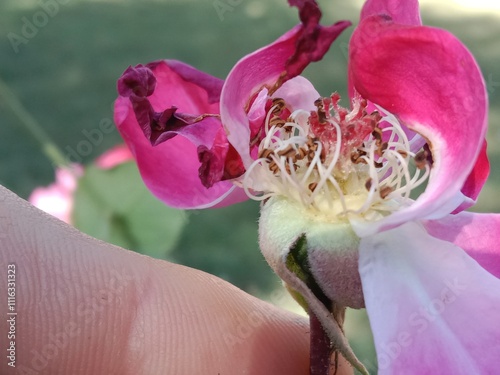 anther and stigma of a Rose flower or male and female reproductive parts of Rosa indica  photo