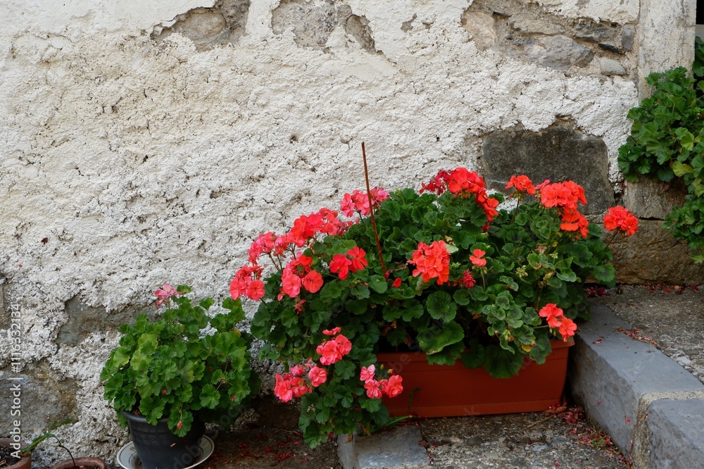 Naklejka premium Geranium in bloom in a rustic ambient in Huesca community, Spain
