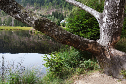 Kleiner Arbersee, Bayerischer Wald, Bayern, Deutschland