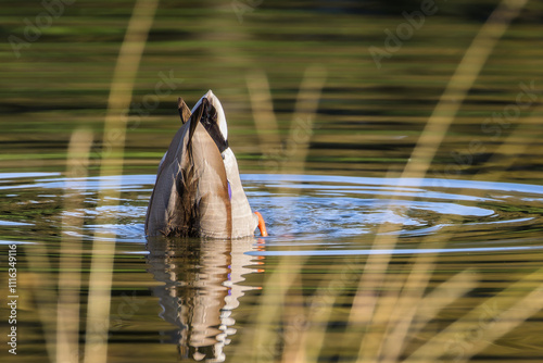 mallard duck on the surface of a pond in the morning light