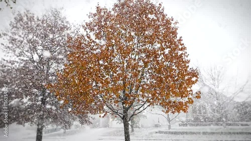 wide shot of heavy snowfall in front of red oak tree