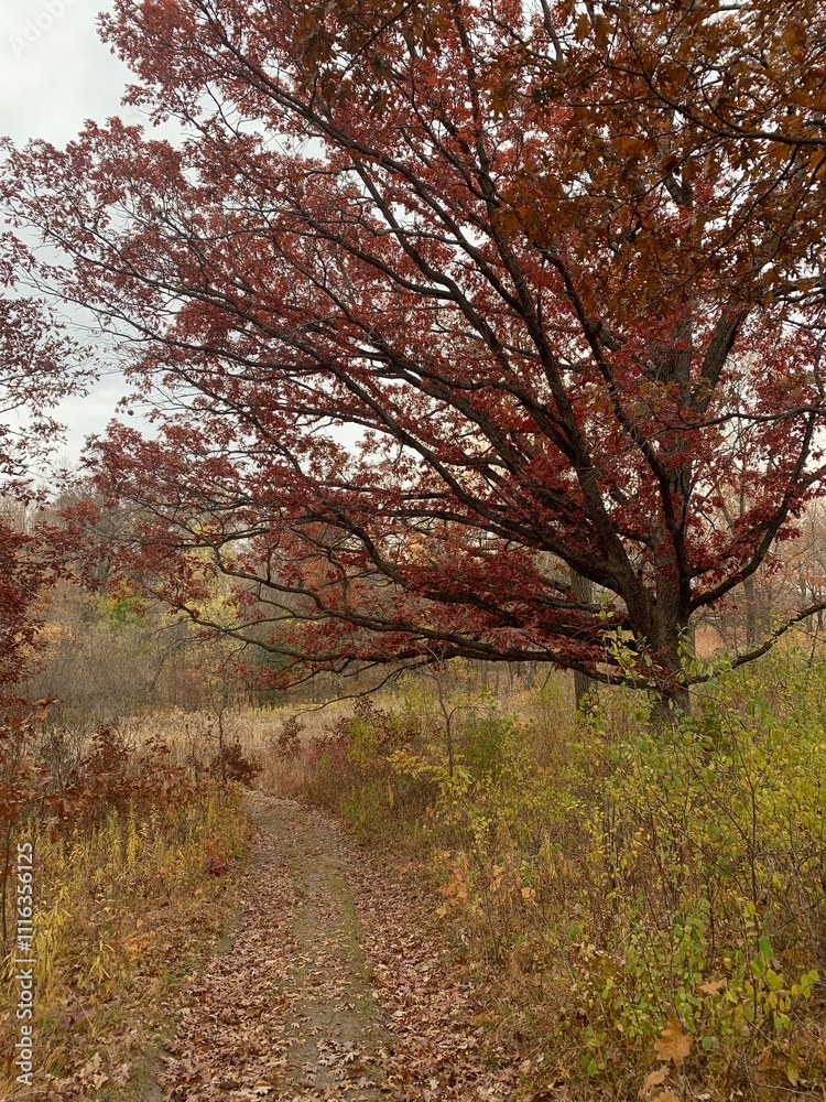 Fototapeta premium autumn in the park - featuring a big red tree