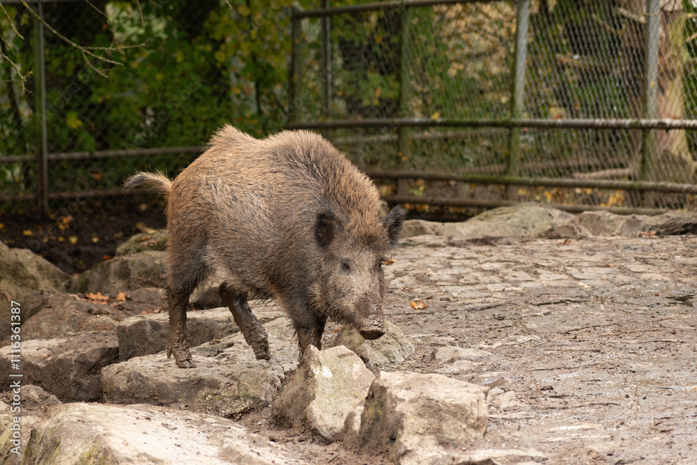 Wild boar in the mud in Saint Gallen in Switzerland Wild boar in the mud in Saint Gallen in Switzerland