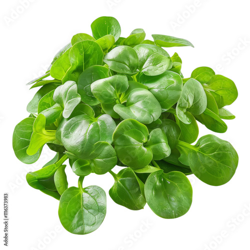 Fresh green watercress leaves clustered together, showcasing vibrant color and tender texture on a white background.