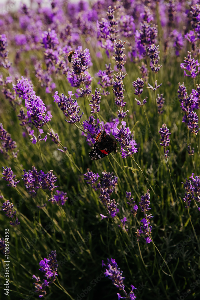 Obraz premium View of lavender flowers growing in the countryside. Ontario, Canada. 