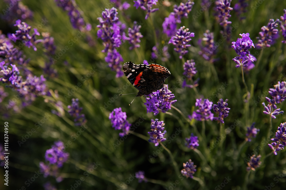 Butterfly on lavender flowers in a lavender field. Ontario, Canada. Butterfly on lavender flowers in a lavender field. Ontario, Canada.