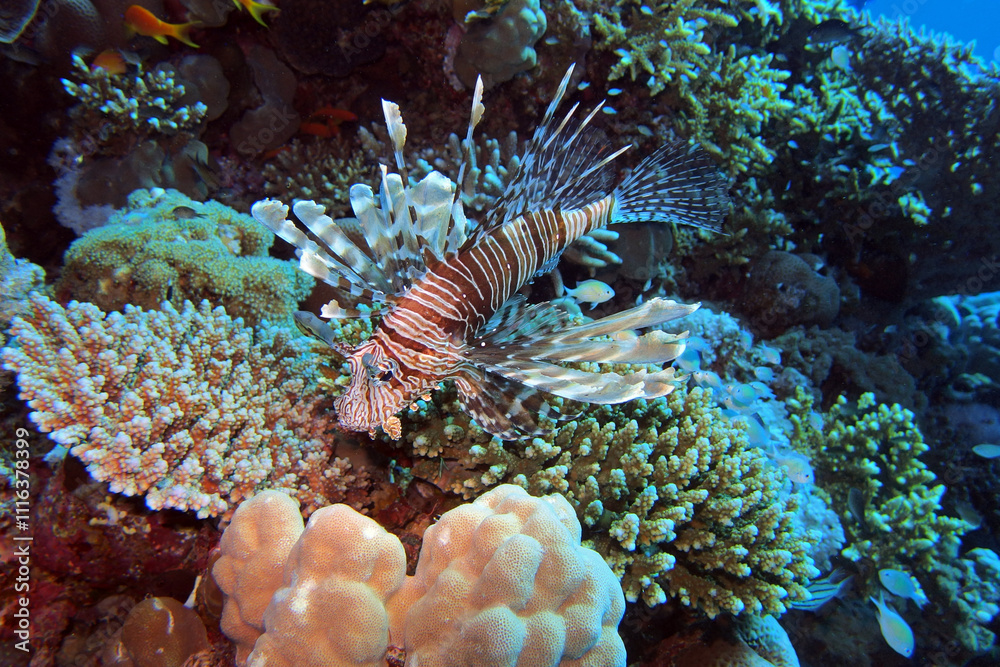 Red lionfish in the Red Sea near Marsa Alam in Egypt