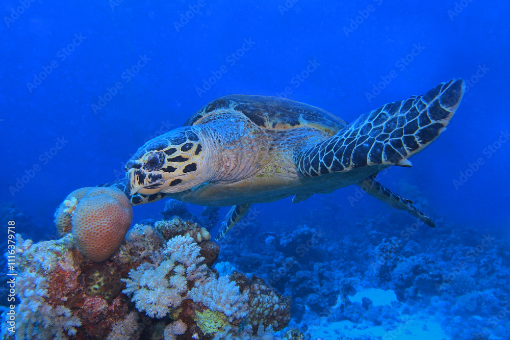 Hawksbill sea turtle in the Red Sea near Marsa Alam in Egypt