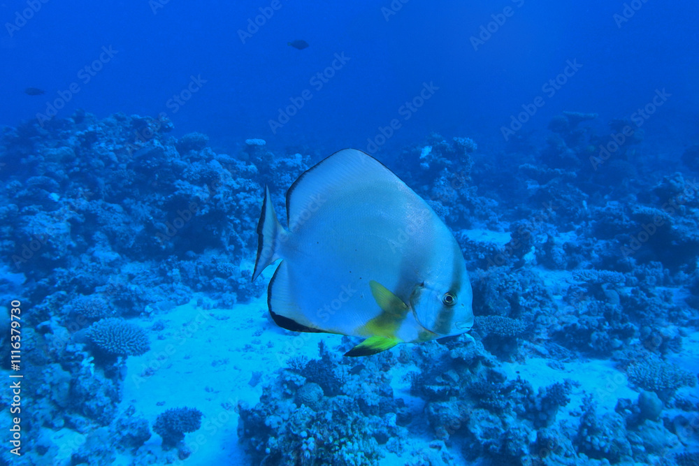 Longfin batfish in the Red Sea near Marsa Alam in Egypt