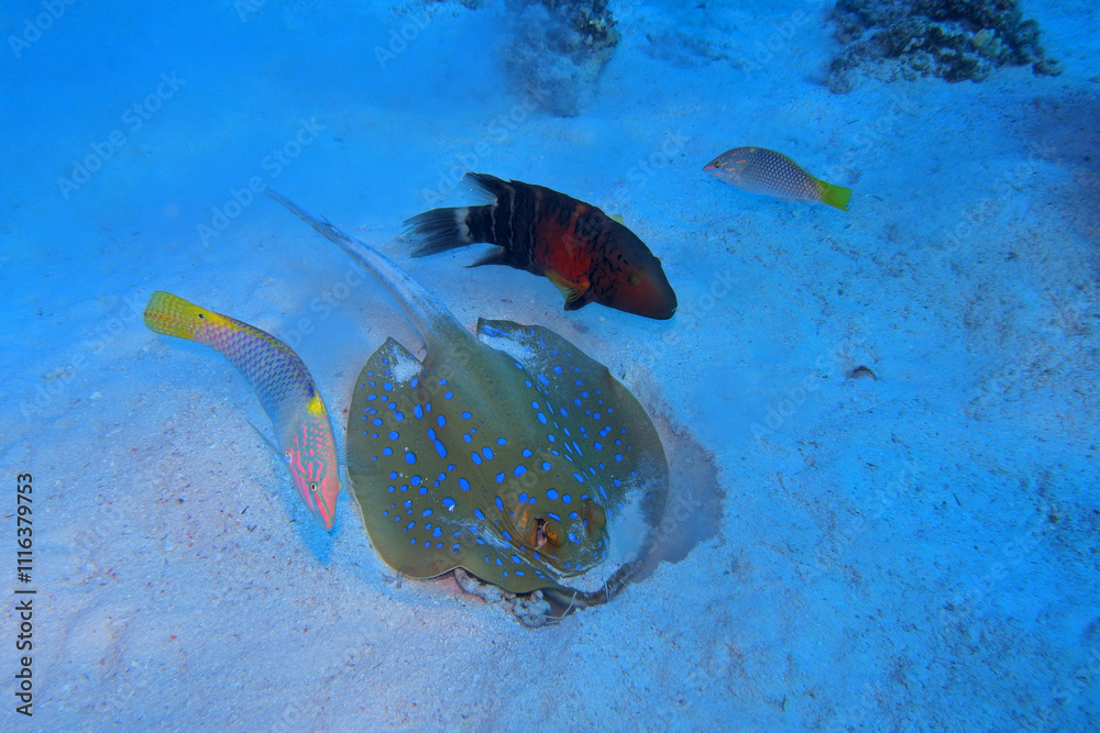 Bluespotted ribbontail ray in Red Sea near Marsa Alam, Egypt