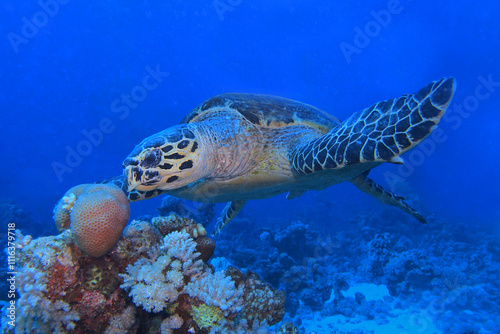Obraz na płótnie Hawksbill sea turtle in the Red Sea near Marsa Alam in Egypt
w salonie