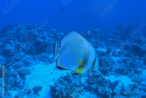 Obraz na płótnie Longfin batfish in the Red Sea near Marsa Alam in Egypt w salonie
