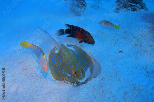 Bluespotted ribbontail ray in Red Sea near Marsa Alam, Egypt
