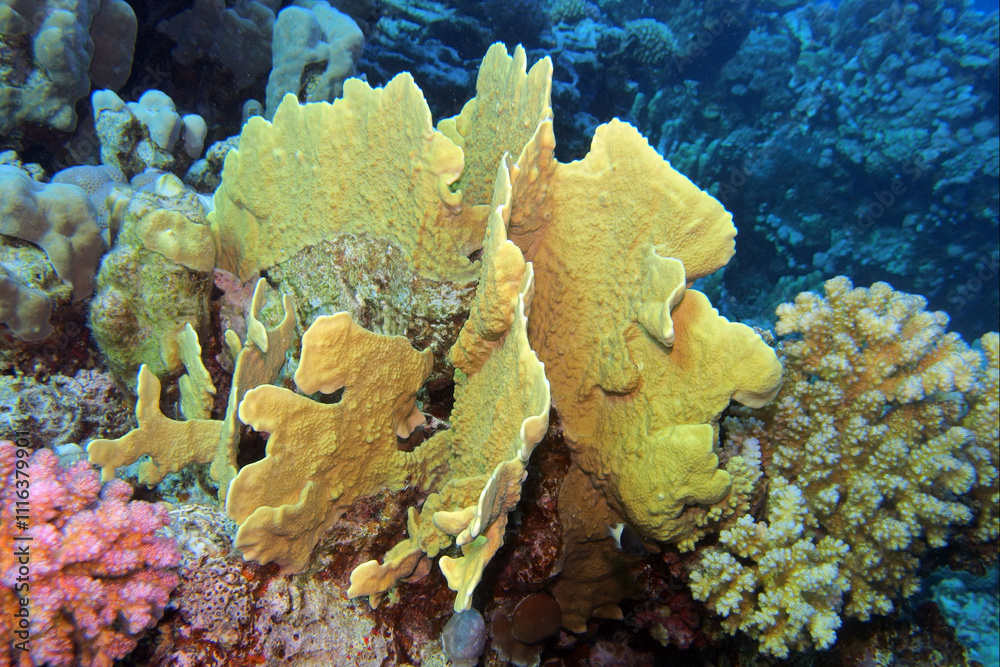 Elephant ear coral (mycedium elephantotus) in the Red Sea near Brothers Islands in Egypt