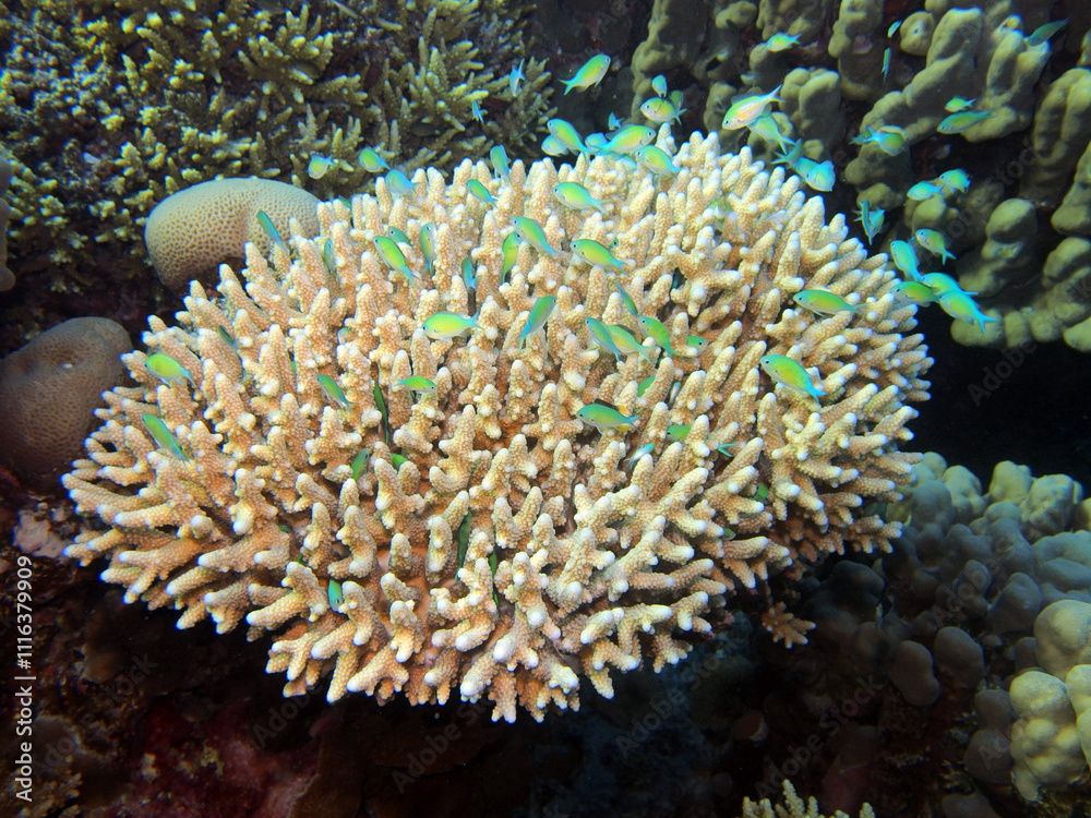 Stone coral - Acropora millepora in the Red Sea near Fury Shoals in Egypt