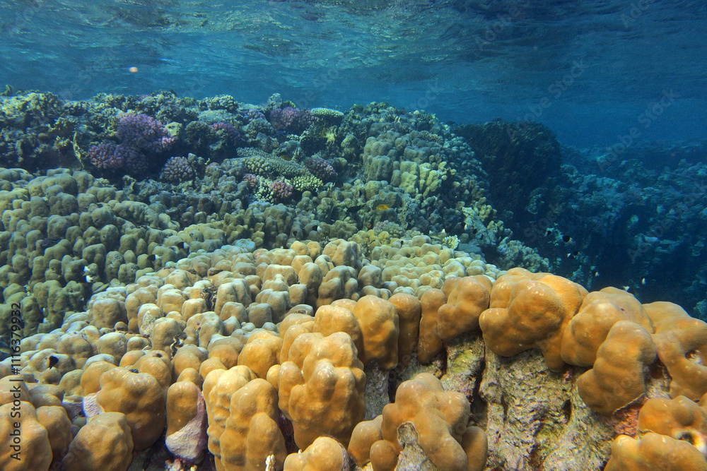Star column coral - Pavona clavus in the Red Sea near Fury Shoals in Egypt