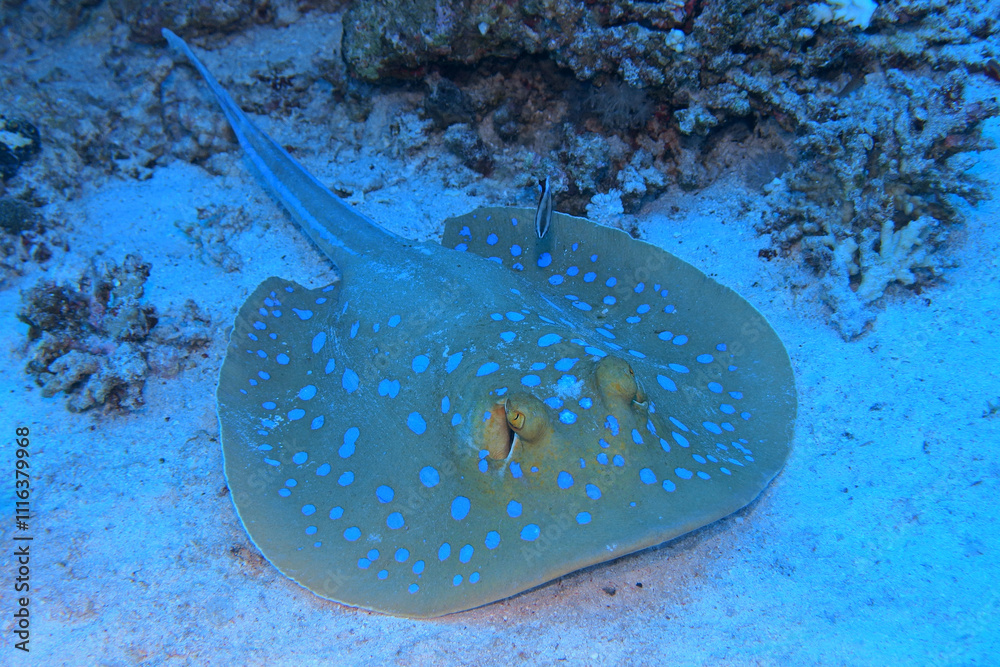 Bluespotted ribbontail ray in Red Sea near Marsa Alam, Egypt