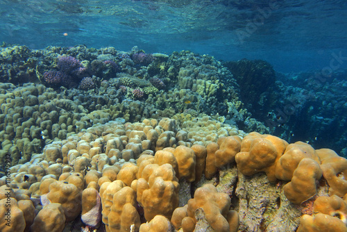 Obraz na płótnie Star column coral - Pavona clavus in the Red Sea near Fury Shoals in Egypt w salonie