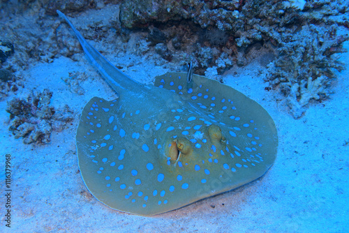 Obraz na płótnie Bluespotted ribbontail ray in Red Sea near Marsa Alam, Egypt
w salonie