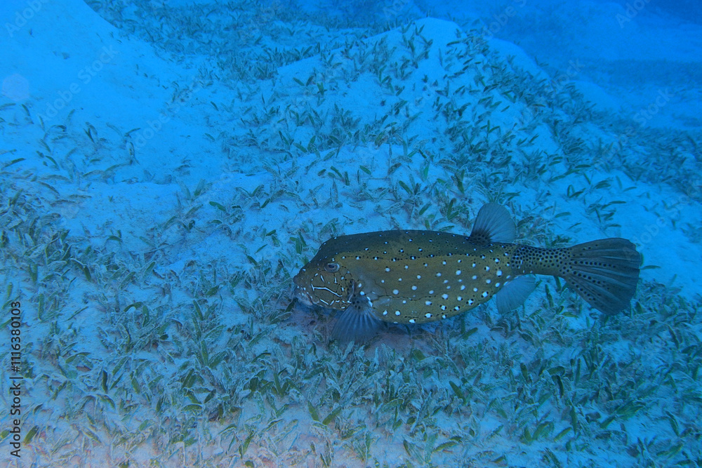 Yellow boxfish in the Red Sea near Marsa Alam in Egypt