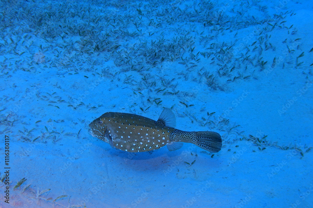 Yellow boxfish in the Red Sea near Marsa Alam in Egypt