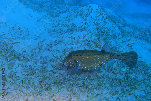 Obraz na płótnie Yellow boxfish in the Red Sea near Marsa Alam in Egypt w salonie