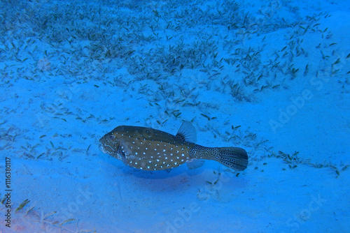 Obraz na płótnie Yellow boxfish in the Red Sea near Marsa Alam in Egypt w salonie