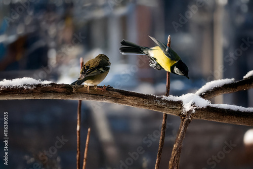 Un fringuello (Fringilla coelebs) atterra su un ramo innevato occupato da una cinciallegra (Parus major) e la costringe a volare via.