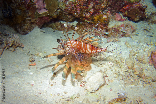 Obraz na płótnie Red lionfish in the Red Sea near Marsa Alam in Egypt w salonie