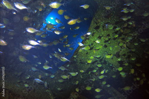 Obraz na płótnie Thistlegorm shipwreck in the Red Sea, Egypt w salonie