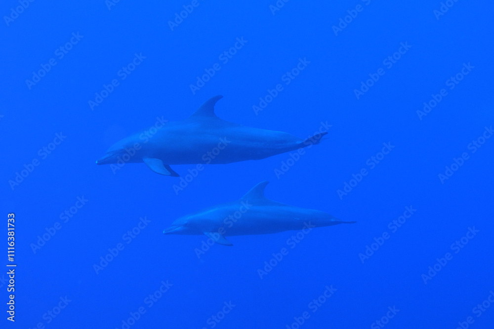 Indo-Pacific bottlenose dolphins in the Red Sea near Marsa Alam in Egypt