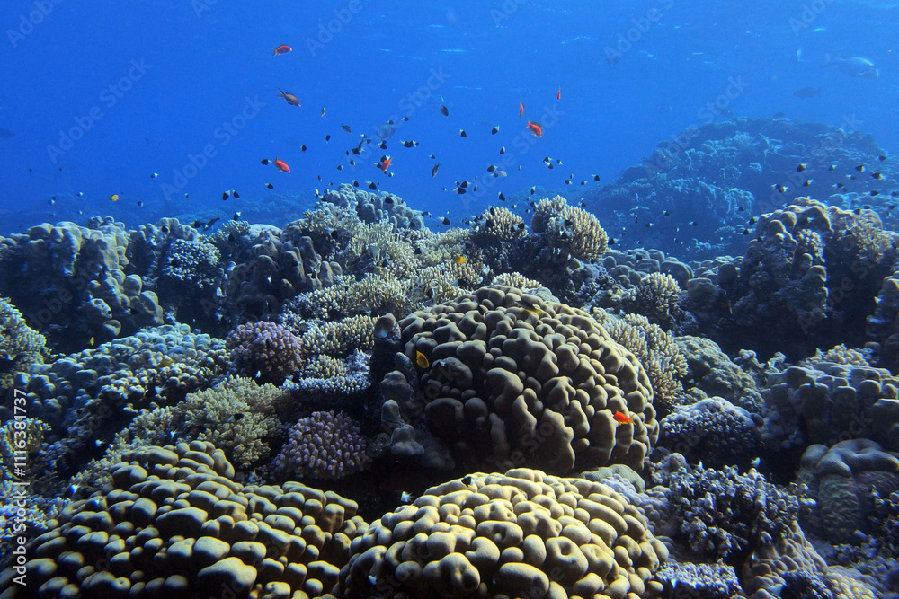 Star column coral - Pavona clavus in the Red Sea near Fury Shoals in Egypt