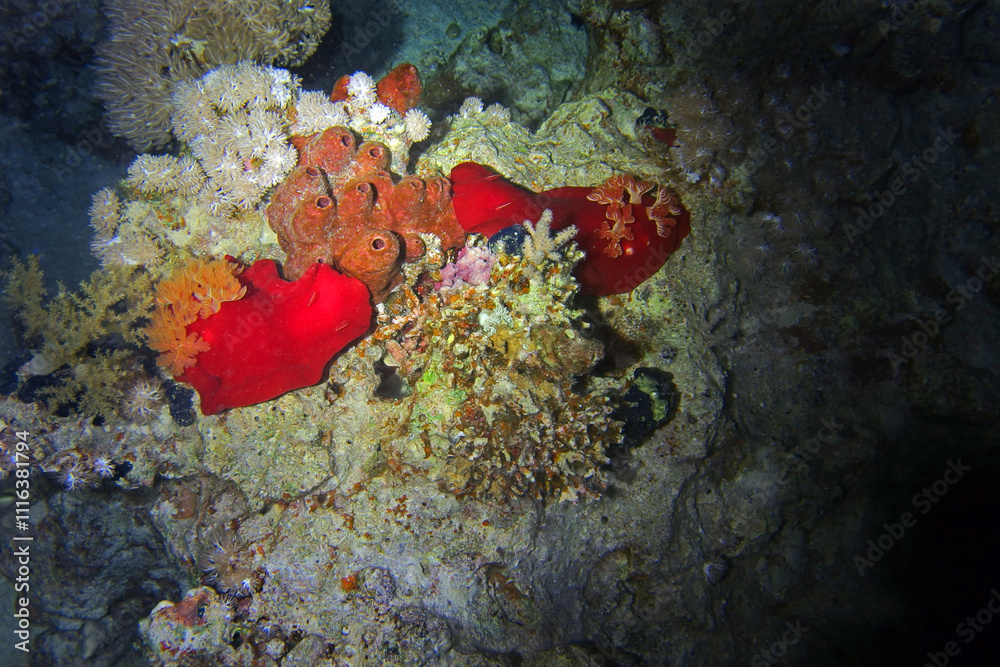 Spanish dancer - sea slug in Red Sea near Marsa Alam by night, Egypt