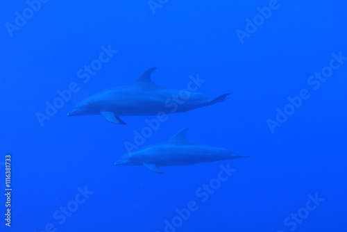 Obraz na płótnie Indo-Pacific bottlenose dolphins in the Red Sea near Marsa Alam in Egypt
w salonie