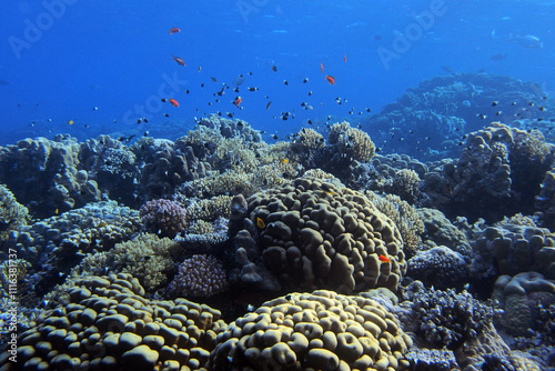Obraz na płótnie Star column coral - Pavona clavus in the Red Sea near Fury Shoals in Egypt w salonie