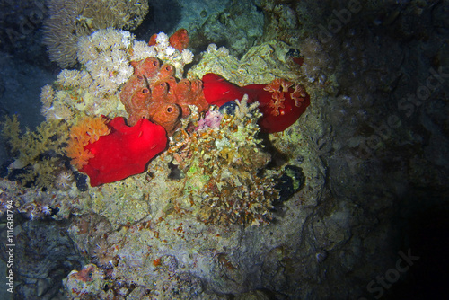Obraz na płótnie Spanish dancer - sea slug in Red Sea near Marsa Alam by night, Egypt
w salonie